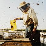 Ny film handler om det uforklarlige fænomen 'Colony Collapse Disorder'. 