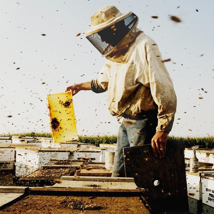 Ny film handler om det uforklarlige fænomen 'Colony Collapse Disorder'. 
