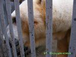 Mystisk. Moskva Zoo anklagede en snigskytte for at ramme isbjørnen Wrangel 11 gange, blandt andet i hovedet. Nu antydes det dog, at det kan have været en hudsygdom. 