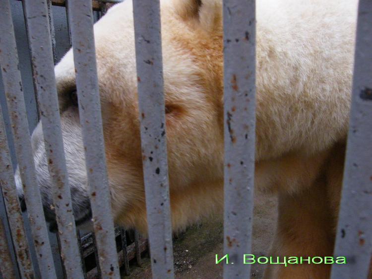 Mystisk. Moskva Zoo anklagede en snigskytte for at ramme isbjørnen Wrangel 11 gange, blandt andet i hovedet. Nu antydes det dog, at det kan have været en hudsygdom. 