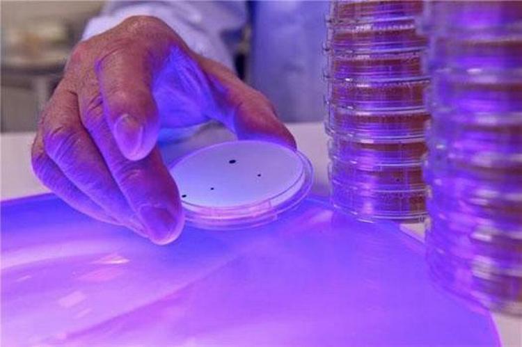 Ny type lys får smitsomme bakterier som staphylococcus til at begå selvmord, mens det er uskadeligt for mennesker.  