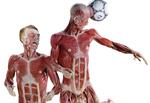 Dr. Gunther von Hagens opfandt i 1977 selve plastineringsteknikken, som bevarer menneskekroppen intakt. Teknikken baserer sig på, at man ved hjælp af vakuum kan fylde kroppens celler med plastisk materiale. 
