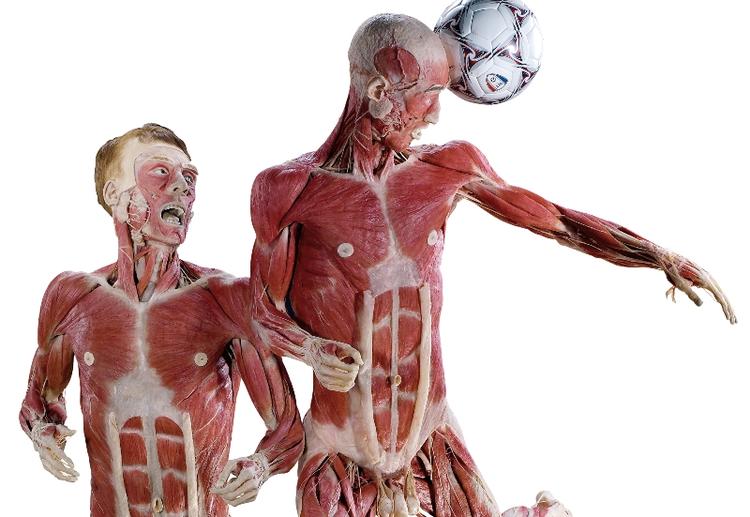 Dr. Gunther von Hagens opfandt i 1977 selve plastineringsteknikken, som bevarer menneskekroppen intakt. Teknikken baserer sig på, at man ved hjælp af vakuum kan fylde kroppens celler med plastisk materiale. 