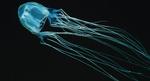 BoxJellyfish_AP-Photo_marin
