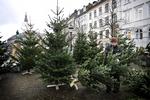 Nordmannsgran er det juletræ, som flest af os slæber hjem. Faktisk er det kun hvert 10. husstand, der hælder til rødgranen som juletræet. 
