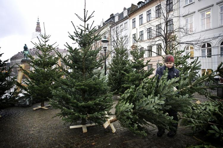Nordmannsgran er det juletræ, som flest af os slæber hjem. Faktisk er det kun hvert 10. husstand, der hælder til rødgranen som juletræet. 