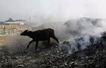 Waste. A buffalo crosses burning industrial waste on the outskirts of Jammu, India, Wednesday, Dec. 16, 2009. 