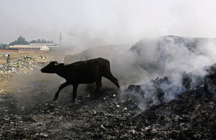 Waste. A buffalo crosses burning industrial waste on the outskirts of Jammu, India, Wednesday, Dec. 16, 2009. 