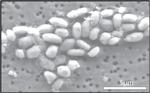nasa - main_arsenic_full