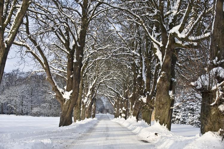 Snefald. Danmark er smukt, når det er hvidt - og det bliver landet formentlig også juleaften. 
