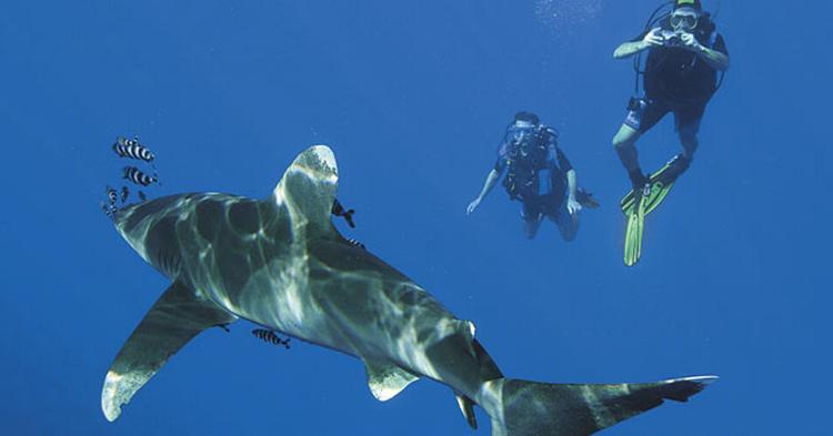 På billedet ses arten Oceanic Whitetip, og det er den haj-type, som menes at have bidt fem og dræbt en person ved Sharm el-Sheikh. 