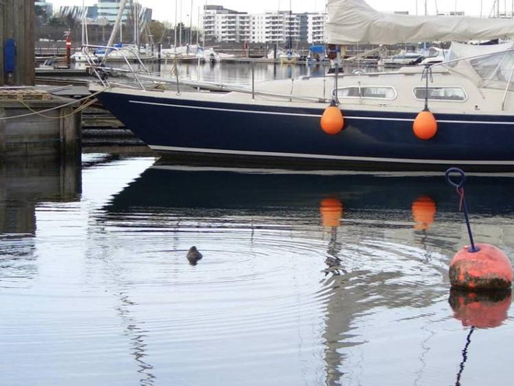 Svanemøllehavnen har fået fint vinterbesøg af en sæl, der guffer småfisk i den indre havn. 