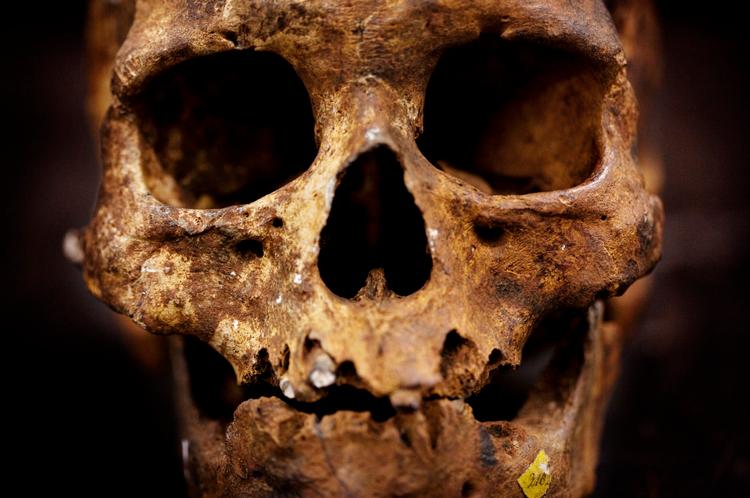 ØJENHULEMAND. Blandt de mange tusinde knogler og fossiler, som P.W. Lund sendte hjem til Danmark, finder man også hovedskallen af Lagoa Santa-mennesket fundet i 1840. Ca. 10.000 år efter sin død befinder den gamle sig midt i en af fortidshistoriens mest ophidsede indvandrerdebatter. 