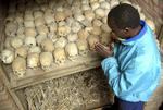 A Rwandan prays over the bones of genocide victims at a mass grave in Nyamata, Rwanda. Archive. 