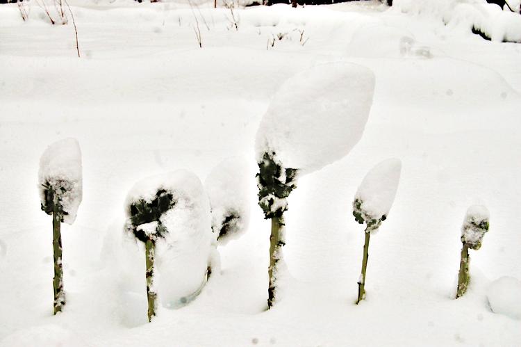 Høj i hatten. Grønkålene med den fine hvide top er blandt de køkkenurter, der kan stå ude trods sne og frost og anvendes hele vinteren.