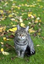 Sød ser den ud. Men alle katte vil forsøge at fange fugle, hvis de får muligheden. 