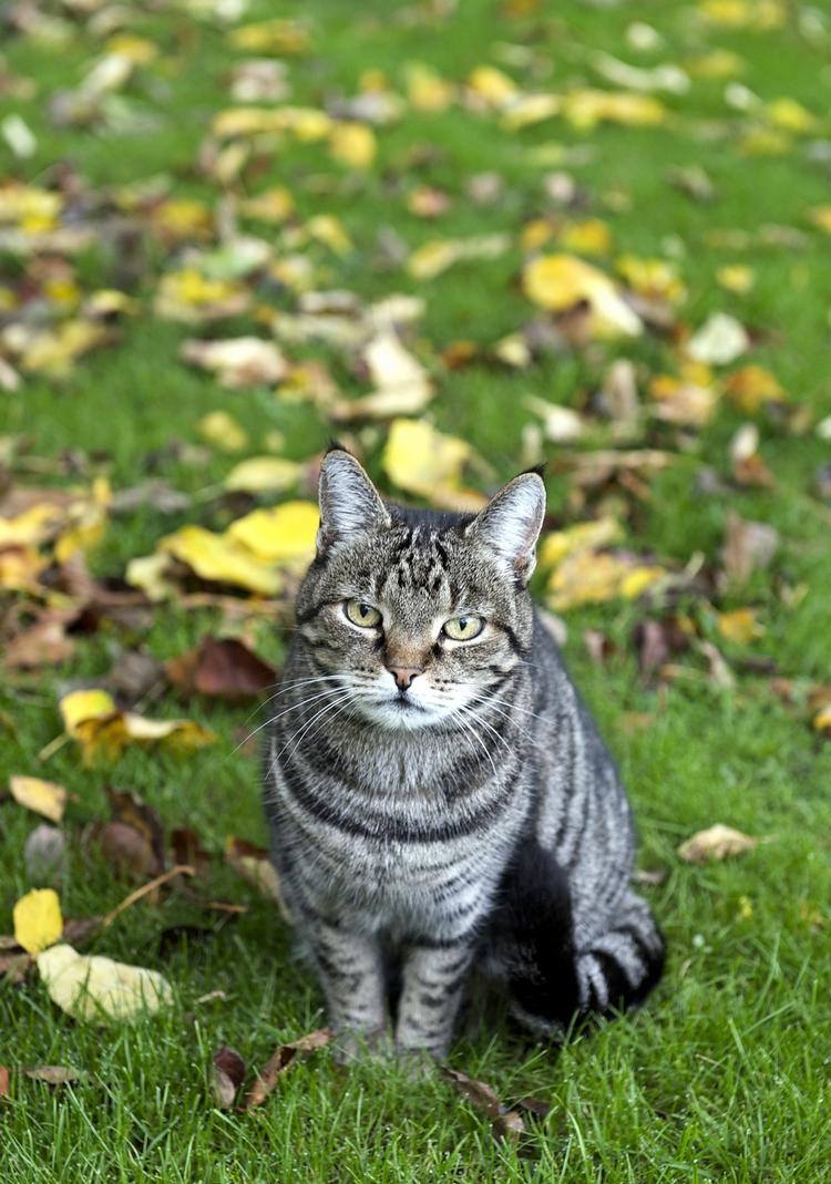 Sød ser den ud. Men alle katte vil forsøge at fange fugle, hvis de får muligheden. 
