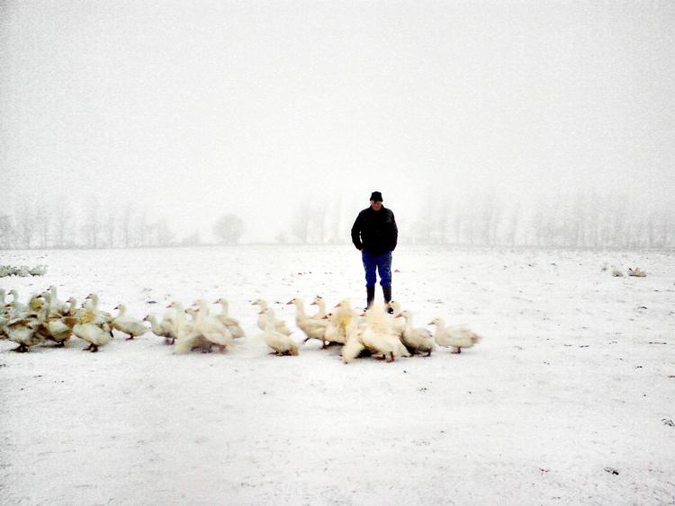 Klædt i andefjer. Martin Daasbjergs landænder er ligesom de fleste andre danske ænder af racen  Peking. De 6.800 ænder har 13  hektar at boltre  sig på, også om vinteren. 