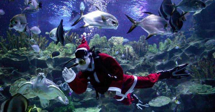 Anderledes jul i KLCC Aquaria. 