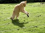 Fangst. Katte kan opdrages til at lade fuglene være, men stadig snuppe en mus og endda en rotte, fortæller læsere fra Langå. 