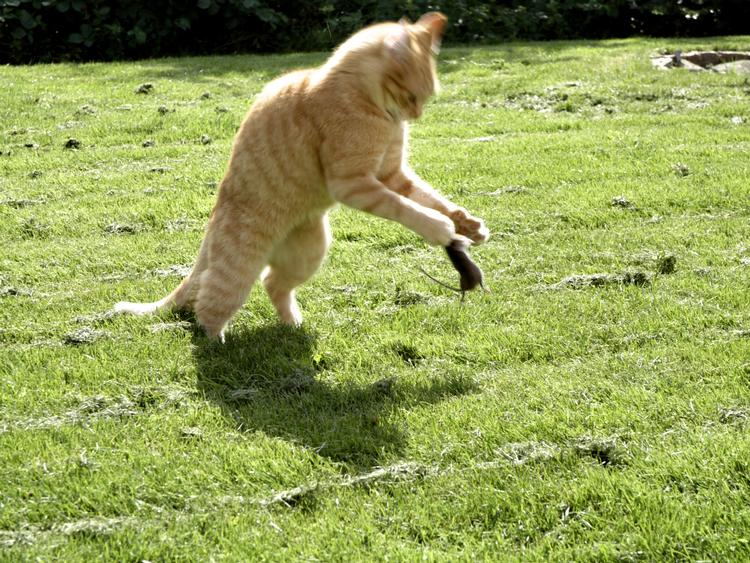 Fangst. Katte kan opdrages til at lade fuglene være, men stadig snuppe en mus og endda en rotte, fortæller læsere fra Langå. 