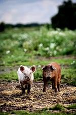 UD. Overvej alternativer før den næste udvidelse af  svinefabrikken. 