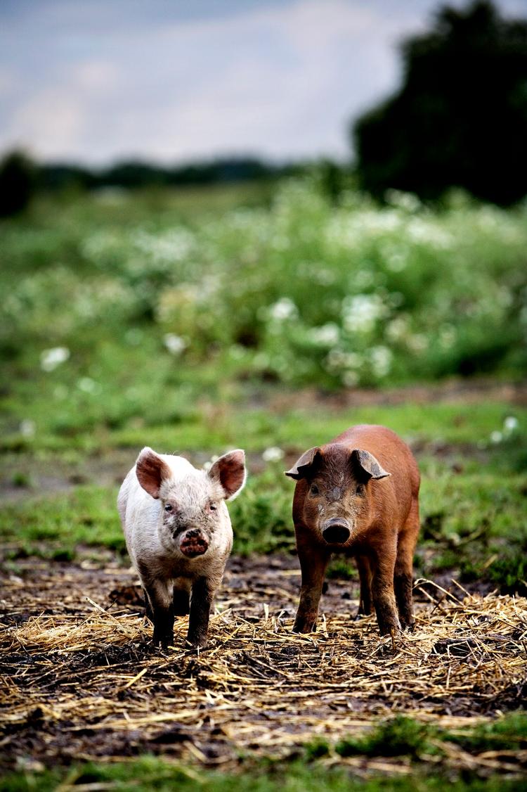 UD. Overvej alternativer før den næste udvidelse af  svinefabrikken. 