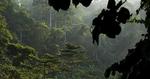 jungle_web