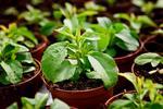 Stevia