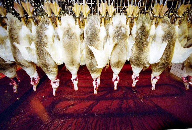 blodigt. Rose Poultry mener, at slagteriet er for voldsomt til at vise i medierne. Derfor måtte Politiken kun komme på besøg, hvis der ikke var en fotograf med. I stedet har Rose Poultry sendt avisen et stærkt beskåret fotografi, hvor det ikke er muligt at spotte et eneste blodstænk. Billedet her er fra et tidligere besøg hos et andeslagteri. 