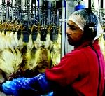 CENSURERET. Rose Poultry afviste fotografering, da Politiken forleden besøgte slagteriet. Rose Poultry sendte efterfølgende dette beskårede billede af slagteren Muhamad Rasyid Bin Has. 