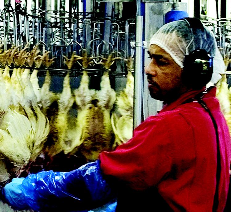 CENSURERET. Rose Poultry afviste fotografering, da Politiken forleden besøgte slagteriet. Rose Poultry sendte efterfølgende dette beskårede billede af slagteren Muhamad Rasyid Bin Has. 