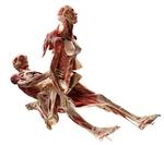 Det elskende par indgår i den udstilling, som Experimentarium viser næste år. Figuren bliver vist i et aflukket lokale. 