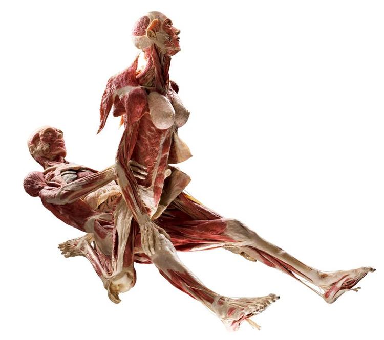 Det elskende par indgår i den udstilling, som Experimentarium viser næste år. Figuren bliver vist i et aflukket lokale. 