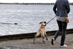Lufter hunden