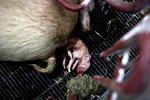 Nyfødt. Denne gris er 10 sekunder gammel, og selvom den måske ikke ser for godt ud, så er den ikke død. Hver fjerde pattegris dør dog inden for de første uger efter fødselen. 