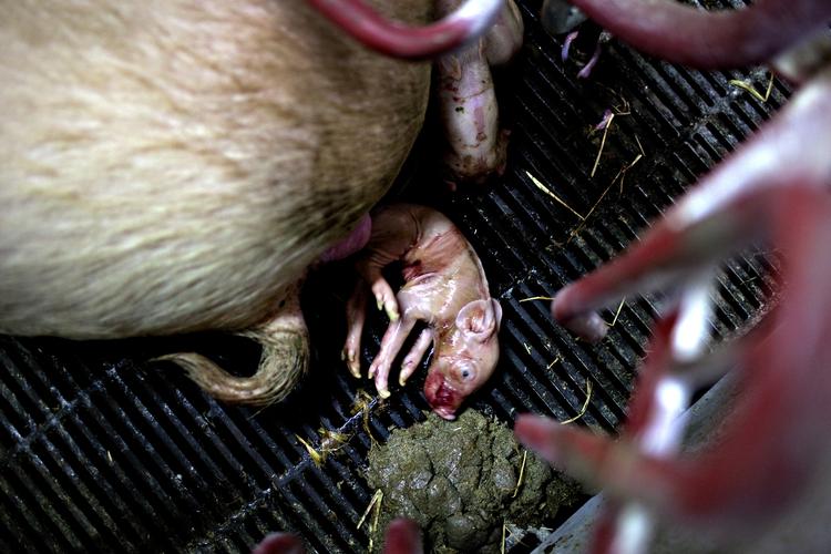 Nyfødt. Denne gris er 10 sekunder gammel, og selvom den måske ikke ser for godt ud, så er den ikke død. Hver fjerde pattegris dør dog inden for de første uger efter fødselen. 
