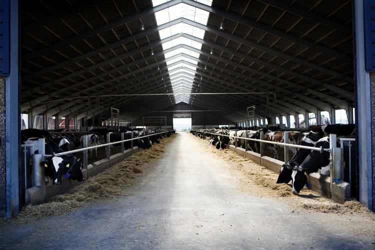 Landbrug.  Landmændene er indtil videre sluppet for de grønne krav. 
