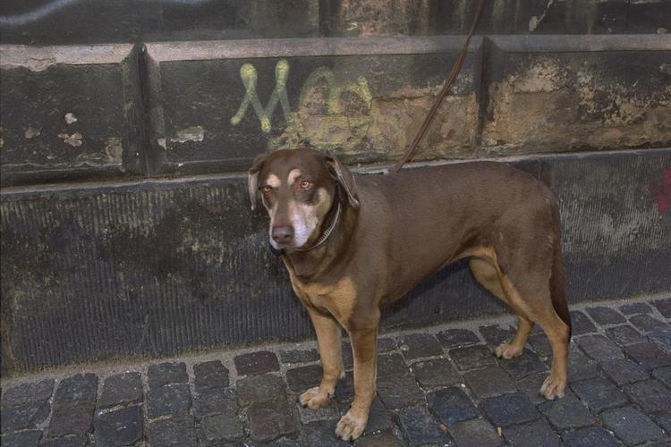 SYG. Hunde i flere forskellige lande - blandt andet Sverige - er blevet syge af en salmonellabakterie i deres foder. 
