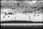Flokflyvning. En folk gæs i luften ved Fjaltring i Vestjylland. En hel fugleflok kan rammes af kollektiv panik. 