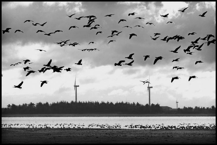 Flokflyvning. En folk gæs i luften ved Fjaltring i Vestjylland. En hel fugleflok kan rammes af kollektiv panik. 