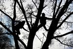 København skal være grønnere og derfor er kommunen i fuld gang med at plante træer af vidt forskellige sorter over hele byen. 