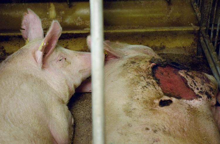 ULÆKKERT. Forbrugerne skal have en bedre idé om,hvilke forhold svinekød produceres under, mener Dyrenes Beskyttelse. 