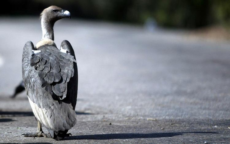 ANKLAGE. Har israelske ornitologer specialtrænet en grib til at spionere mod Saudi-Arabien? Det undersøger det saudiske sikkerhedspoliti nu. Arkivfoto. 