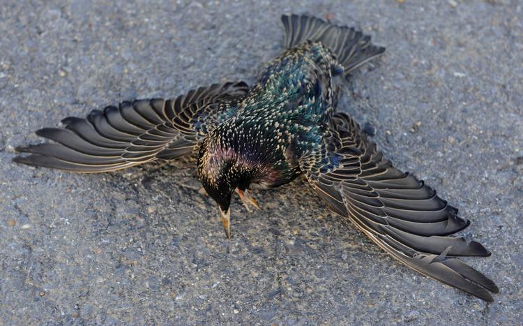 FUGLEDØD. Død starling fra Louisiana i USA, hver massedød blandt fugle har vakt opsigt - ganske som det også skete i Sverige, da allikerne blev fundet døde. 