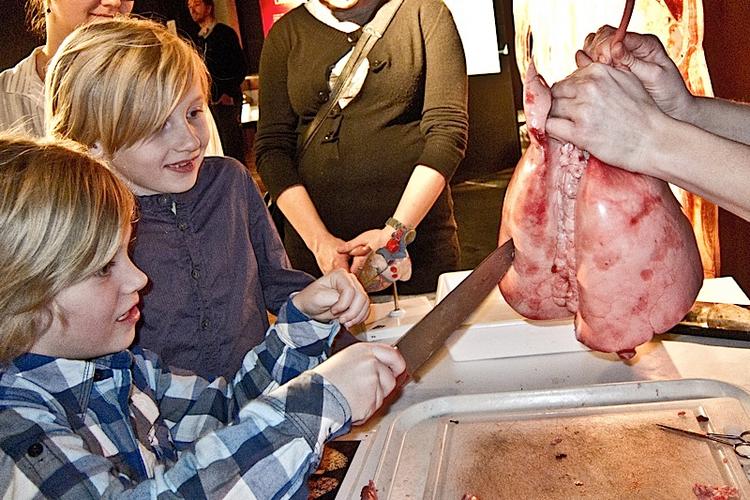 Pelle Gaden Konge (tv.) og Elliott Stender Kennedy fik lov til at prikke hul i en oppustet fårelunge, da de besøgte Body Worlds. Under hele udstillingsperioden vil man dagligt kunne få lignende muligheder, når Experimentariums guider fortæller om organer. 