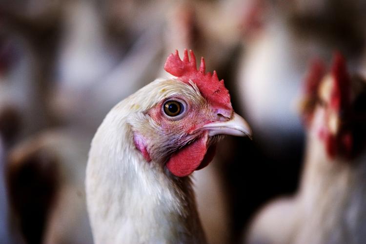 En mindre virksomhed i Herluftmagle har købt det tyske dioxinforurenede foder. Sagen er nu lukket, mener de danske myndigheder. 