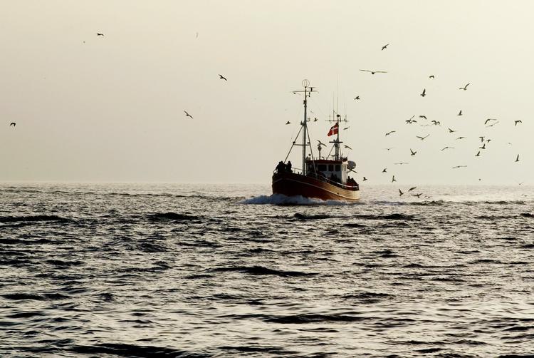 Proviant. Det er havet, som sikrer vores overlevelse. Derfor er det vigtigt at få sat systematik i havforskningen, mener dagens skribenter. 
