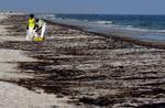 FORURENING. Olieplamager drev i land i langs USA's sydkyst efter BP-ulykken som her i Florida. 