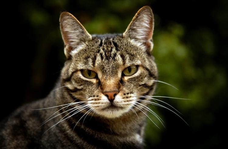 Sandhedsvidne. Når retten i Boston til marts spørger katten Tabby Sal, om den anklagede er skyldig eller uskyldig, vil svaret formentlig blive det samme. Nemlig mijauw. Bagsiden har ikke noget billede af Tabby Sal, så her er et billede af en anden kat. 